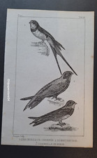 Gravure Buffon 19° Oiseau: L'Hirondelle (de cheminée et de rivage).. Le Martinet