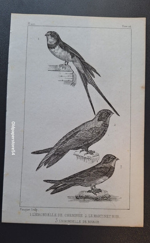 Gravure buffon oiseau - buffon, 19°