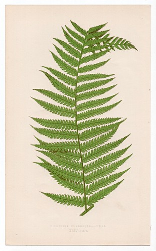 1860 edward lowe fern antique - 1860,