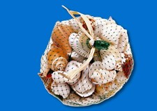 Aquarium Coquillages Assortis