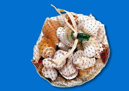 Aquarium coquillages assortis - coquillages,