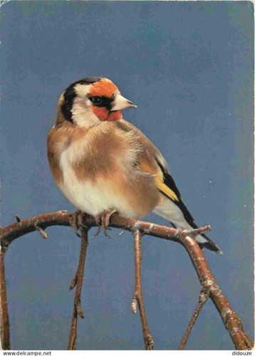 Carte postale animaux - carte,