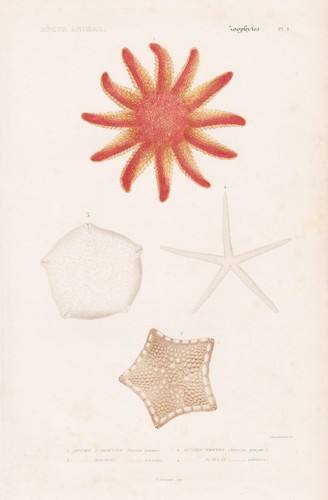Asterias papposa étoiles - papposa,