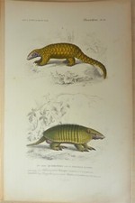 Gravure Ch. D' Orbigny