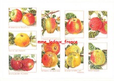 Kit apple varieties pommes - varieties,
