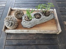 Plateau bois de ferme: ancienne mangeoire poules pigeons / centre de table