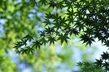 [Testé !/Exc+5] Nikon Ai-s