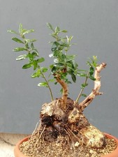 Bonsaï olivier 30 x 24 cm en