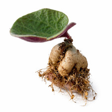 Tylecodon singularis 100 seeds - 100,