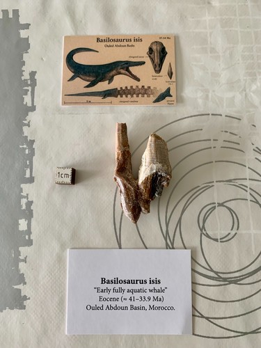 Dent basilosaurus isis - dent, de