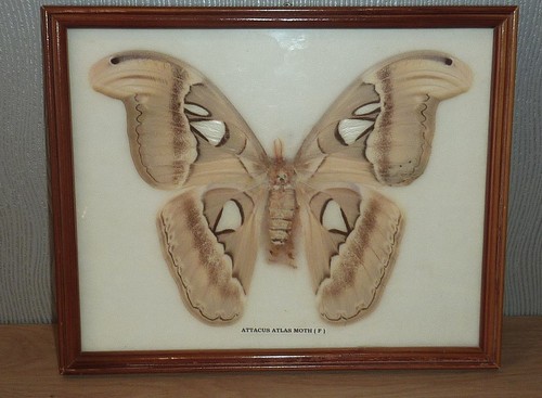 Cadre papillon naturalisé - cadre,