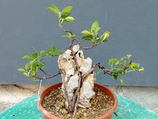 Bonsaï ficus 26 x 15 cm style