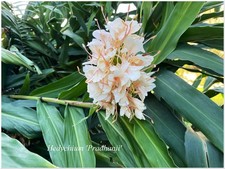 Hedychium Pradhanii ° géant