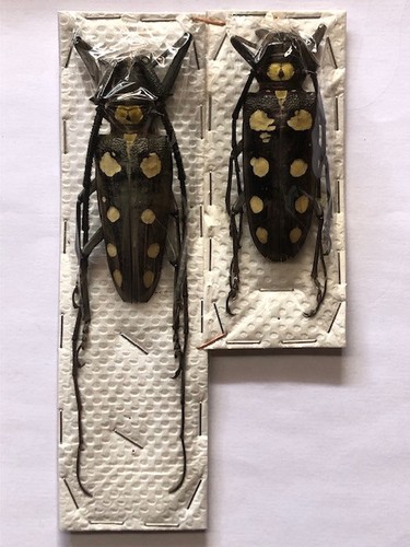 Batocera royllii hope - royllii,