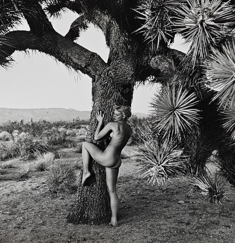Andre dienes femme - dienes, &