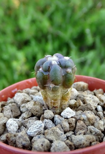 Cintia knizei cactus copiapoa - knizei,