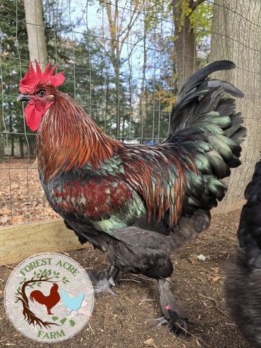 Black copper marans bcm - copper,