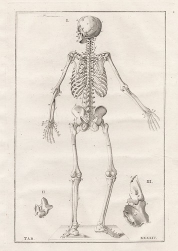 Squelette humain eustachius - squelette,