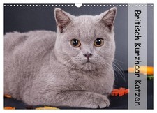 British shorthair chats (Calendrier mural 2026 DIN A3 horizontal), CALVENDO cale