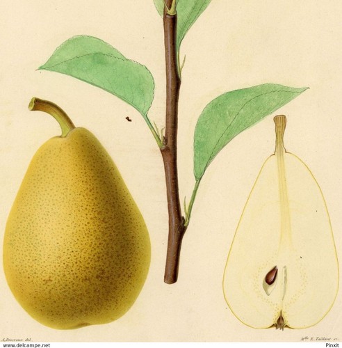 Pomologie arboriculture alfred - arboriculture,