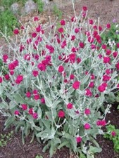 GRAINES de FLEURS COQUELOURDE ou  LYCHNIS CORONIARA blanche ou fushia / blanche