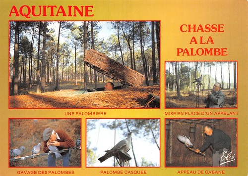 Aquitaine chasse a la - 33,