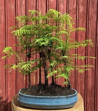 BONSAÏ FORÊT DE MÉTASEQUOIA