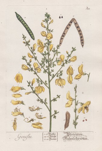 Genista pfriemenginster - genista,