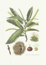 Planche 32 Histoire Naturelle