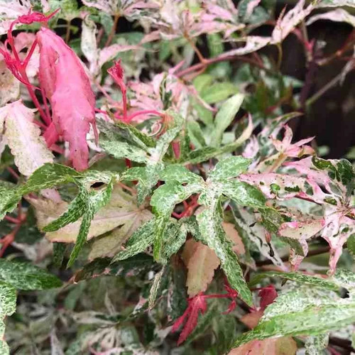 Acer palmatum ukigumo - acer,