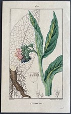 Flore médicale Consoude Gravure couleur de 1820