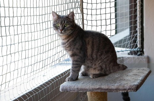 Spirds cat power pour balcon - spirds,