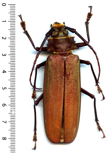 Cerambycidae orthomegas - -,