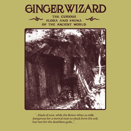 Ginger wizard the curious - ginger,