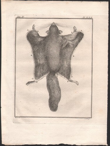 1802 belle gravure écureuils - 1802,