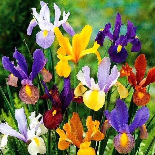 Iris rhizome bulbes - iris, fleurs