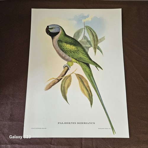 John gould gravure - john,