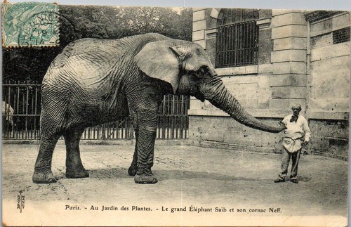 Animaux elephant carte - elephant,