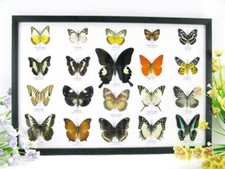 20 vrais papillons préparés comme murale - vitrine - entomologie - taxidermie 33