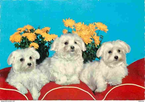 Carte postale animaux - -,
