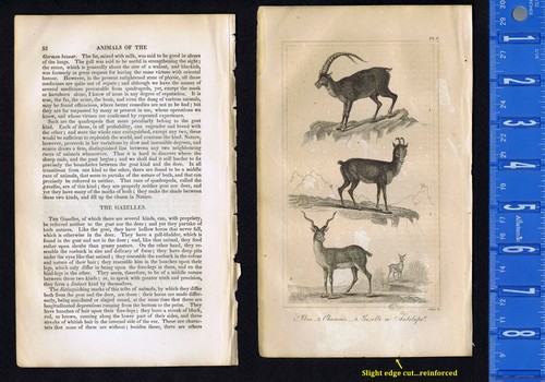 Ibix chamois gazelle or - ibix,, chamois,