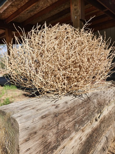 Real oregon tumbleweeds - real, |