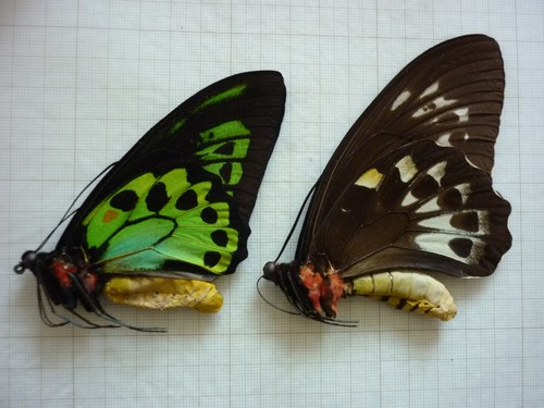 Entomologie papillon non - entomologie, "non
