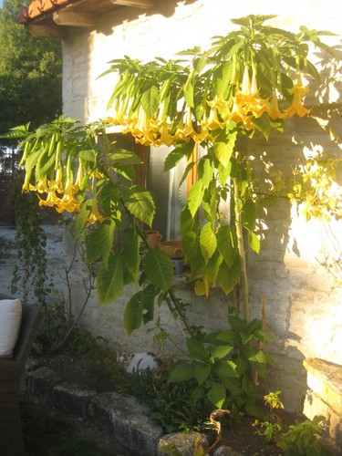 Annonce cour 8 - cour,