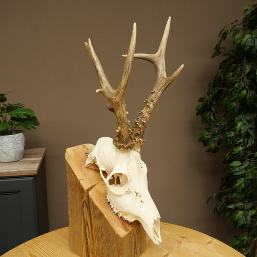 Geweih cerf tête poids - cerf, 374