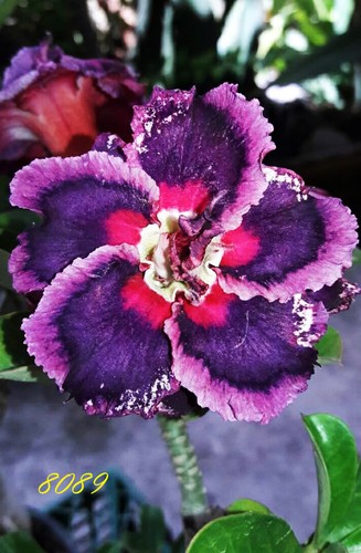 Neuf adenium obesum desert - neuf,