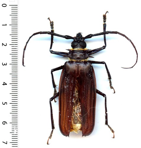 Cerambycidae derobrachus - cerambycidae,