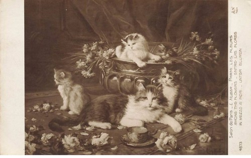 Chats mk929 salon paris - ac#mk929,