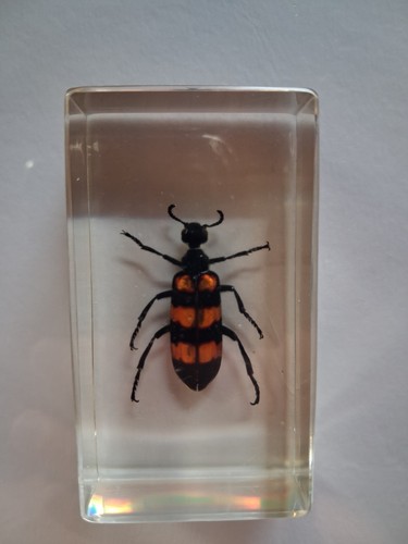 Mylabre hycleus insecte dans - mylabre,