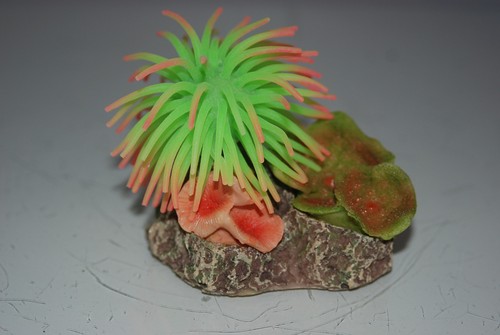 Corail aquarium vert rose - corail, d'aquarium